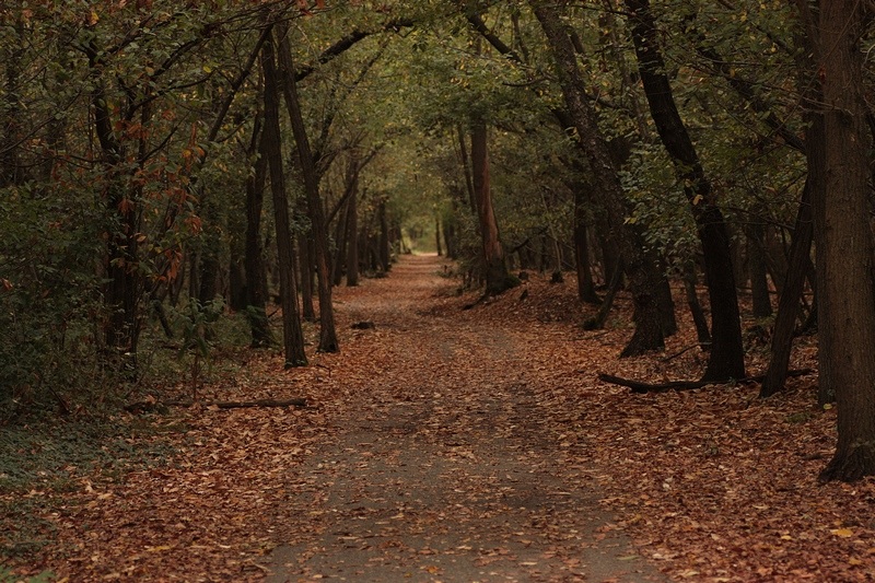 Bosco Vedro  Parco del Ticino